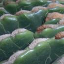 Echinocactus grusonii var. subinermis 2017-10-15 7111b