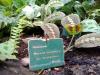 Maranta leuconeura, Palmhouse Poznan