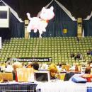 Poznan Cat Show, Arena, 2014r
