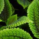Pilea involucrata 2017-10-15 7089