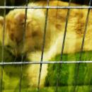 Poznan Cat Show, Arena, 2014r (6)